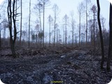 Sturmschäden im Oberurseler Wald