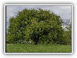 IMG_20200503_1900
